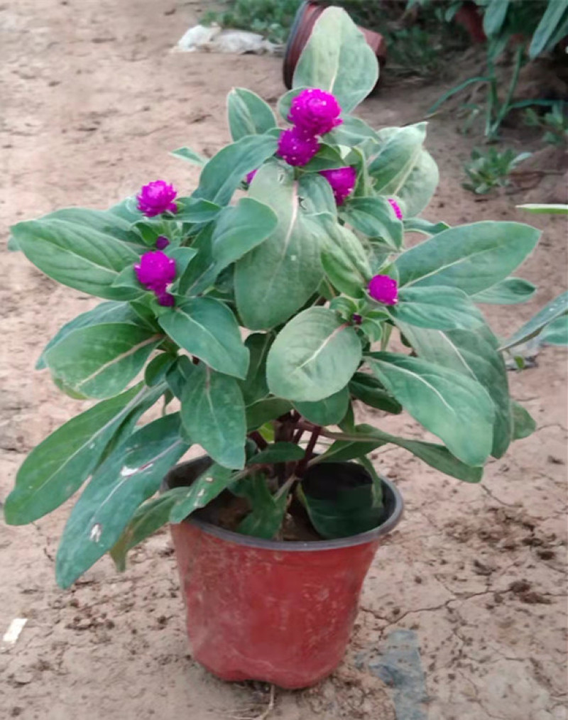 时令草花千日红基地价格低廉千日红价格山东草花