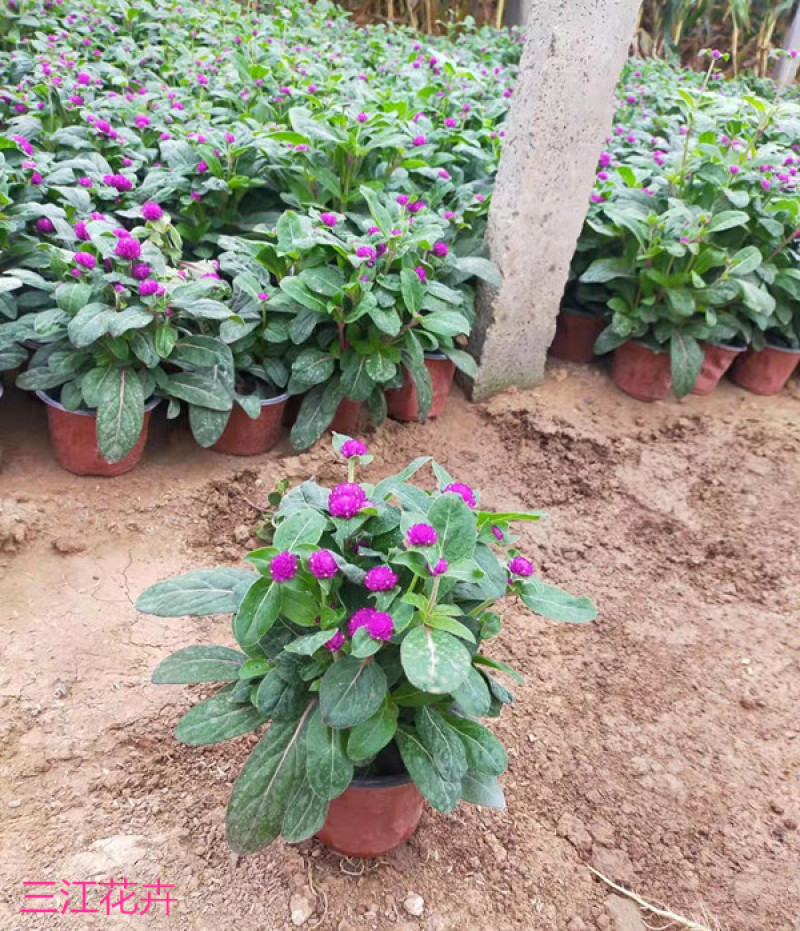 时令草花千日红基地价格低廉千日红价格山东草花