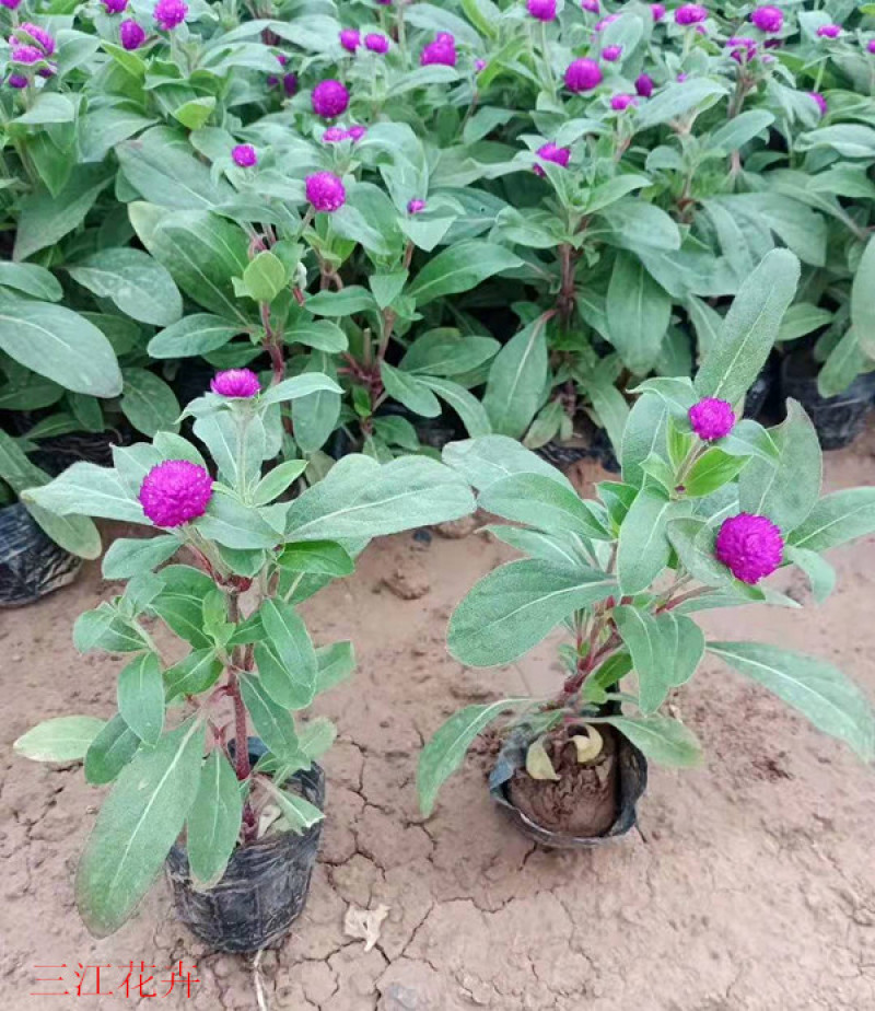 时令草花千日红基地价格低廉千日红价格山东草花