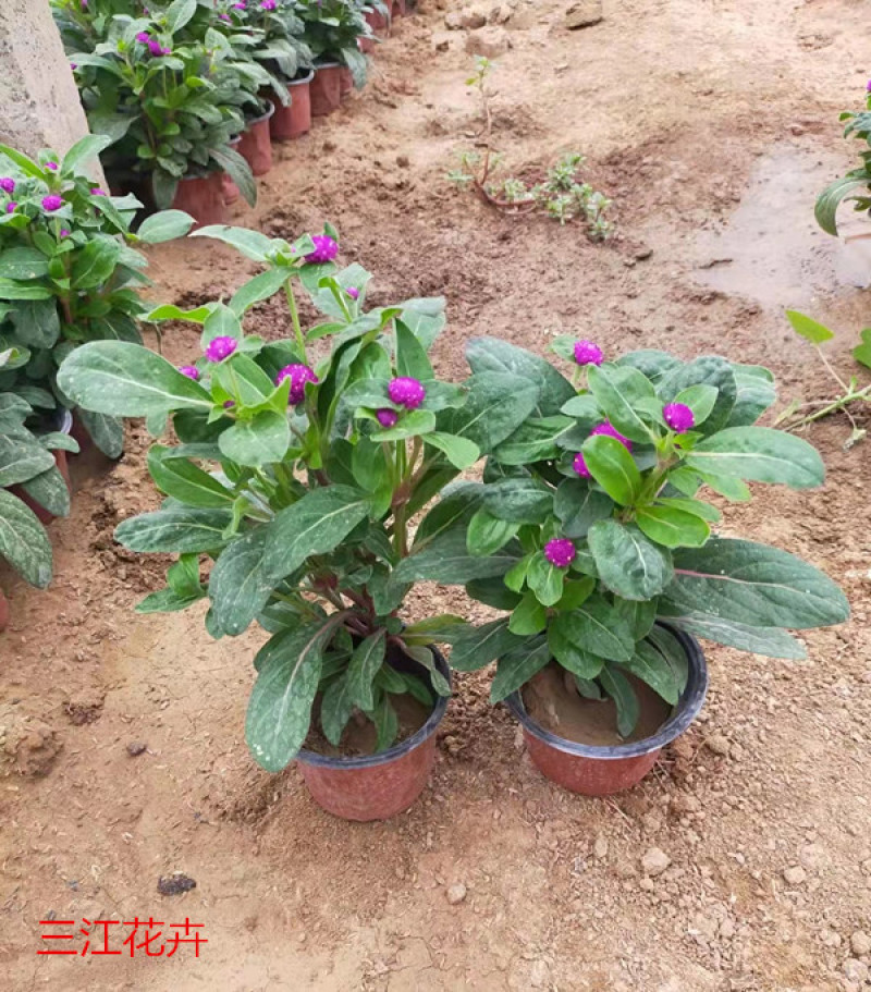 时令草花千日红基地价格低廉千日红价格山东草花