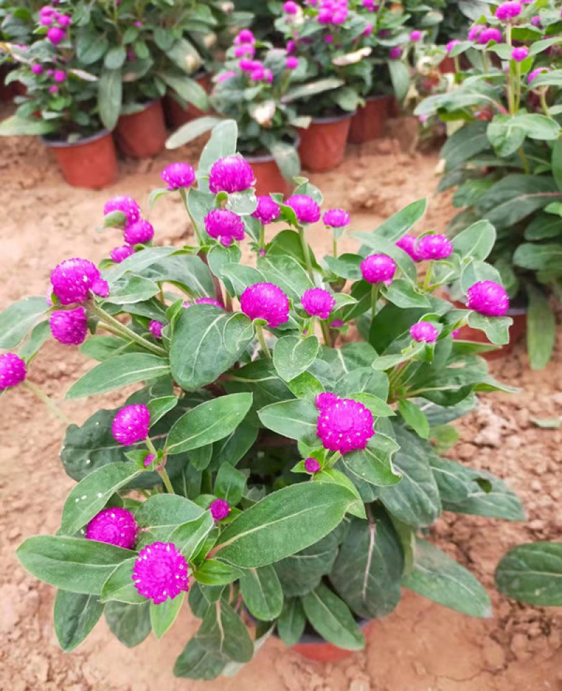 时令草花千日红基地价格低廉千日红价格山东草花