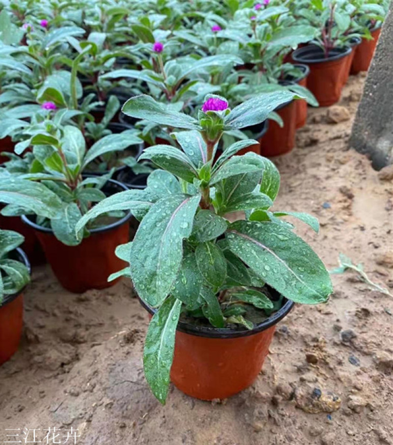 时令草花千日红基地价格低廉千日红价格山东草花