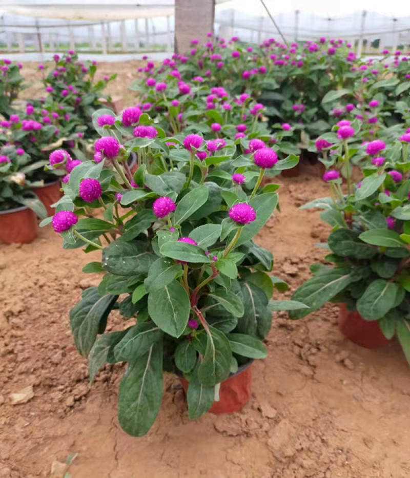 时令草花千日红基地价格低廉千日红价格山东草花