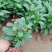 时令草花千日红基地价格低廉千日红价格山东草花