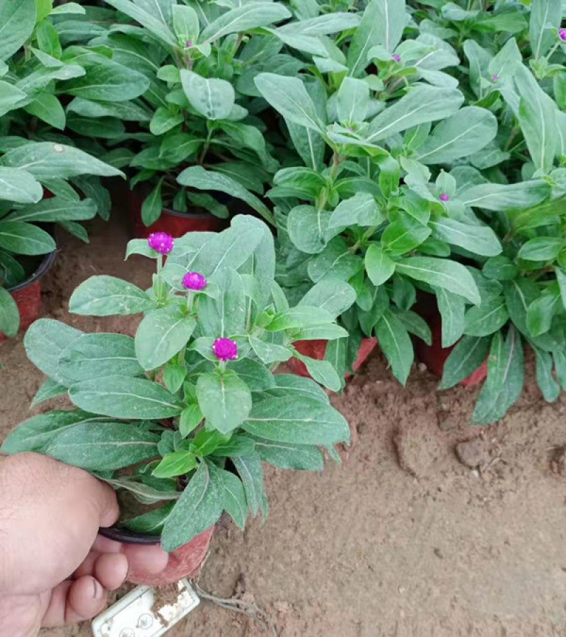 时令草花千日红基地价格低廉千日红价格山东草花
