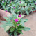 时令草花千日红基地价格低廉千日红价格山东草花