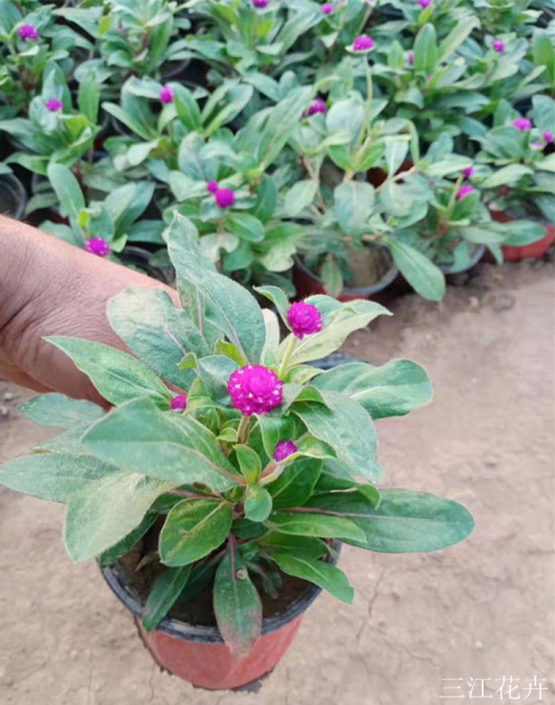 时令草花千日红基地价格低廉千日红价格山东草花