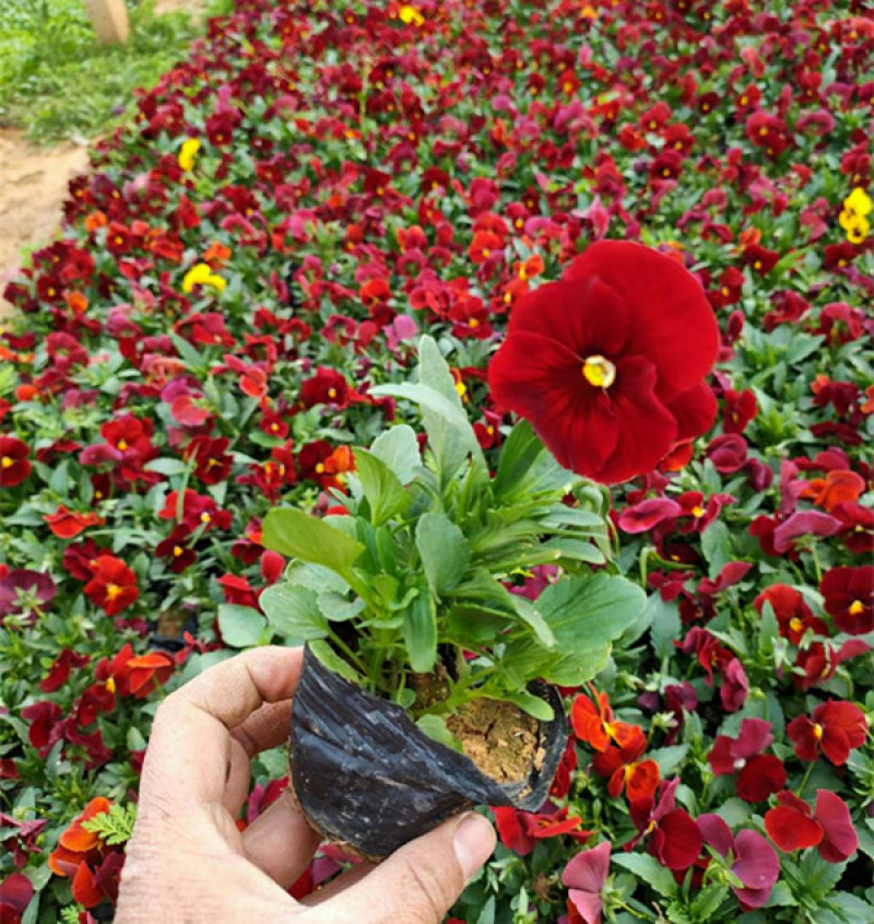 三色堇盆栽小苗种植多年生草本植物双色盆三色堇价格