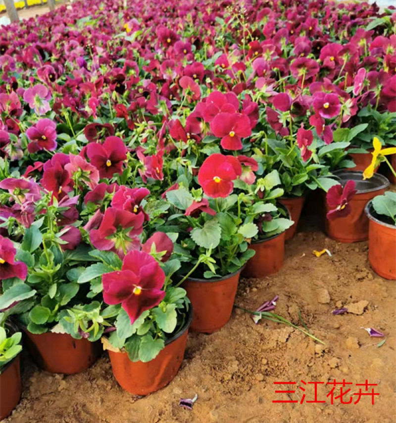 三色堇盆栽小苗种植多年生草本植物双色盆三色堇价格