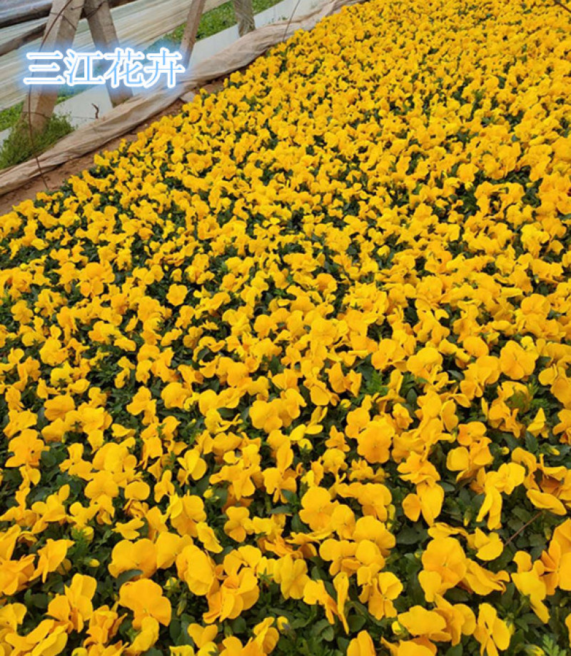 三色堇盆栽小苗种植多年生草本植物双色盆三色堇价格