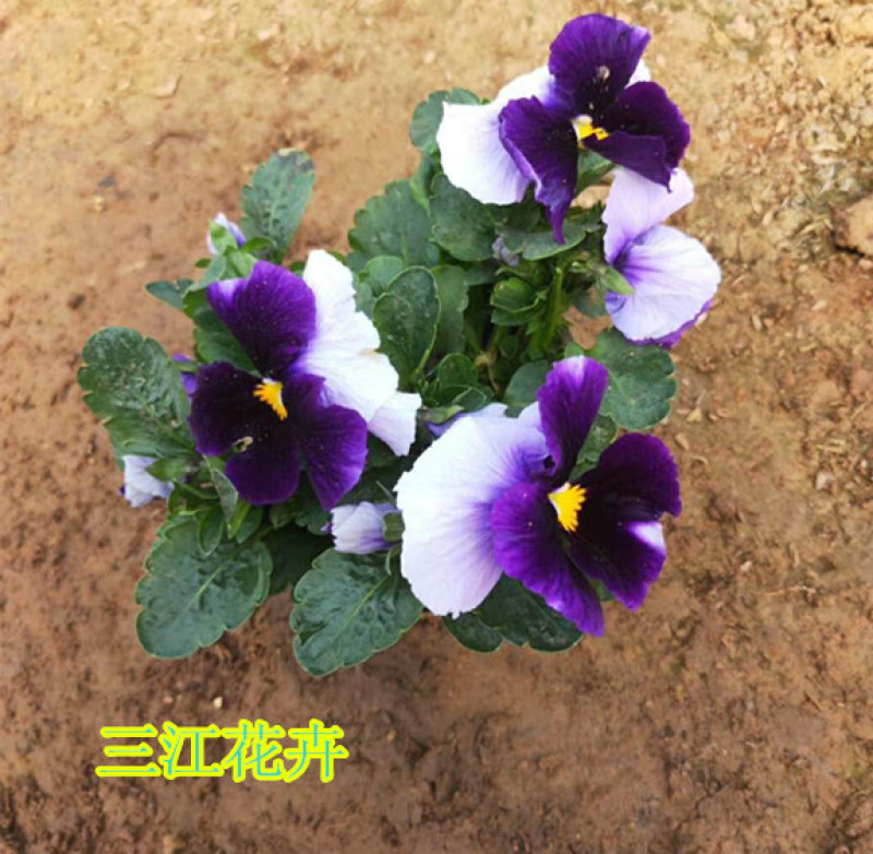 三色堇盆栽小苗种植多年生草本植物双色盆三色堇价格