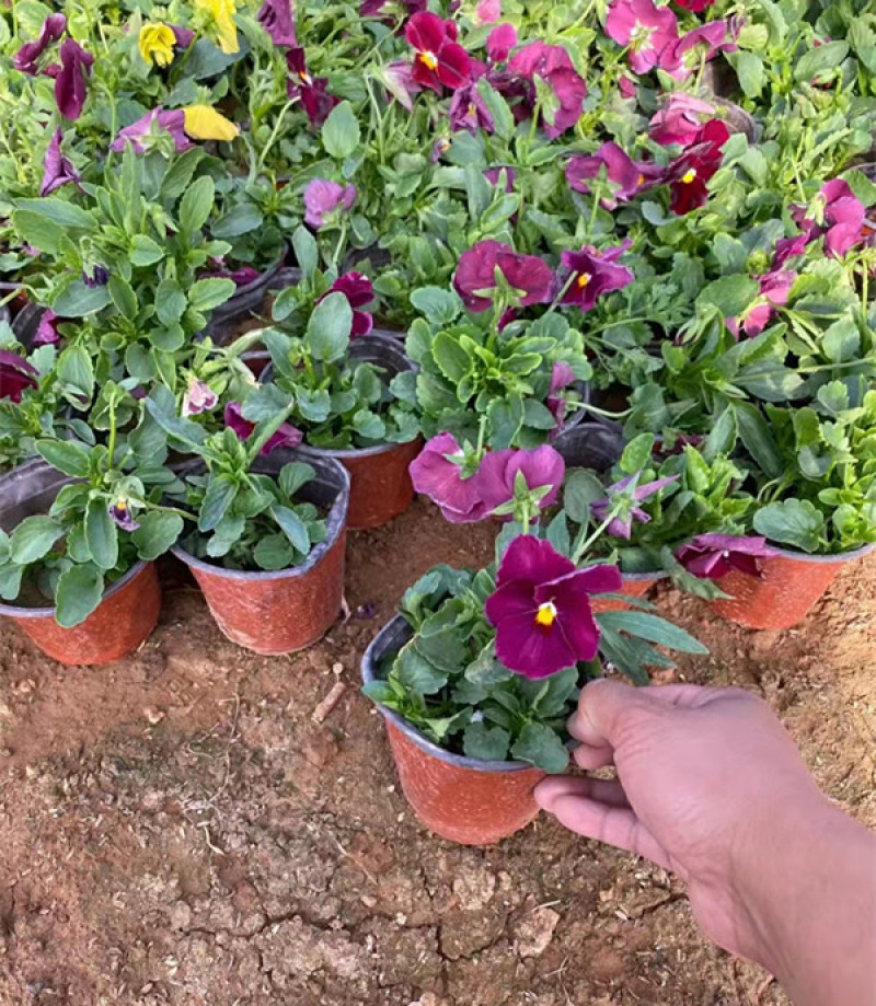 三色堇盆栽小苗种植多年生草本植物双色盆三色堇价格