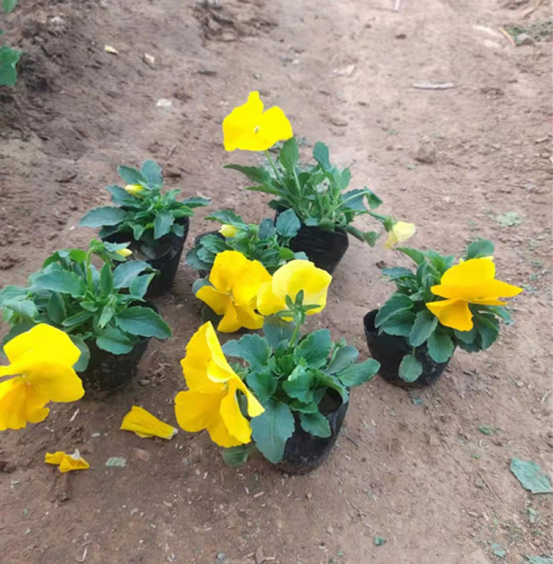 三色堇盆栽小苗种植多年生草本植物双色盆三色堇价格
