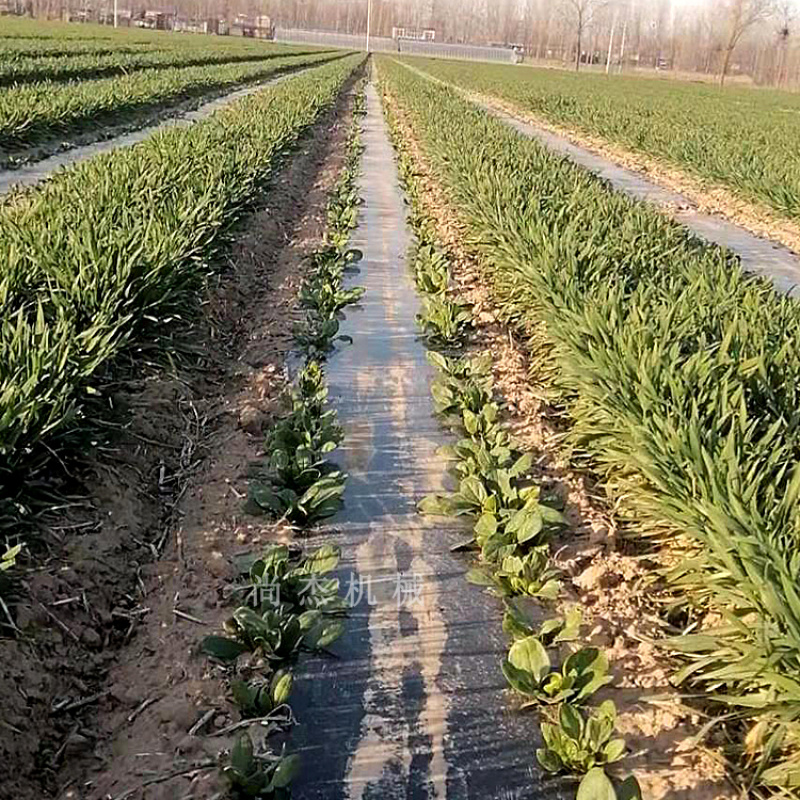 麦地套种辣椒播种机4行小麦套播覆膜播种机2行朝天椒播种机