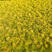 金叶佛甲草绿苒耐旱性较好单瓣花型观赏性较强