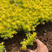 金叶佛甲草绿苒耐旱性较好单瓣花型观赏性较强
