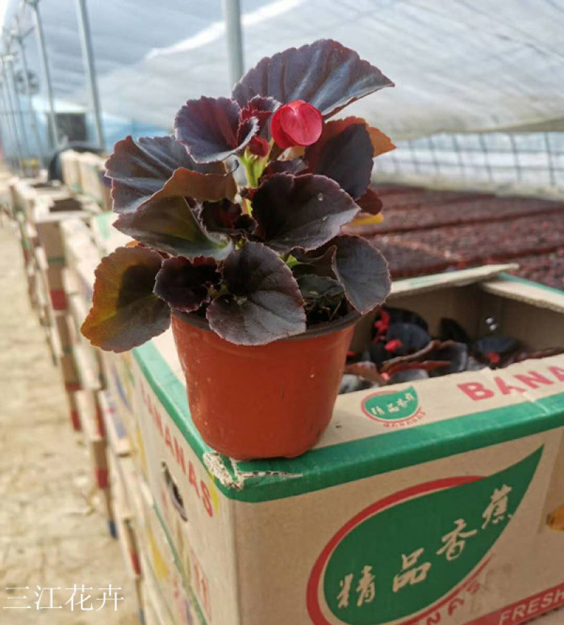 绿化用四季海棠盆花基地花期3-12月四季开花花色艳