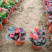 绿化用四季海棠盆花基地花期3-12月四季开花花色艳