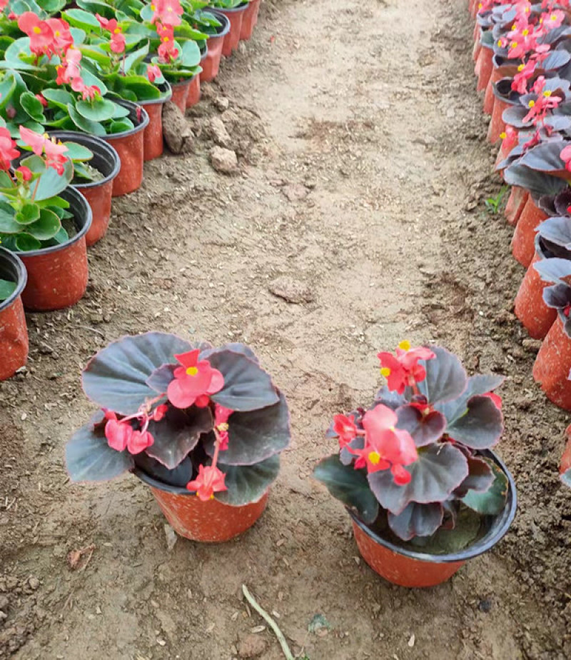 绿化用四季海棠盆花基地花期3-12月四季开花花色艳