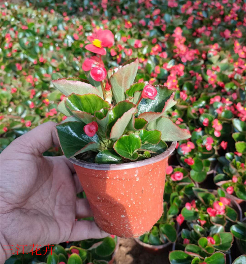 绿化用四季海棠盆花基地花期3-12月四季开花花色艳