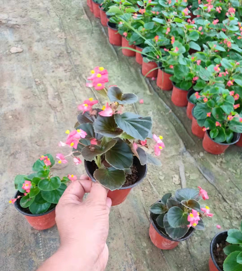 绿化用四季海棠盆花基地花期3-12月四季开花花色艳