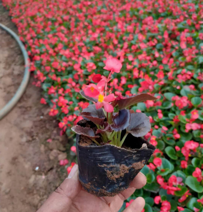 绿化用四季海棠盆花基地花期3-12月四季开花花色艳