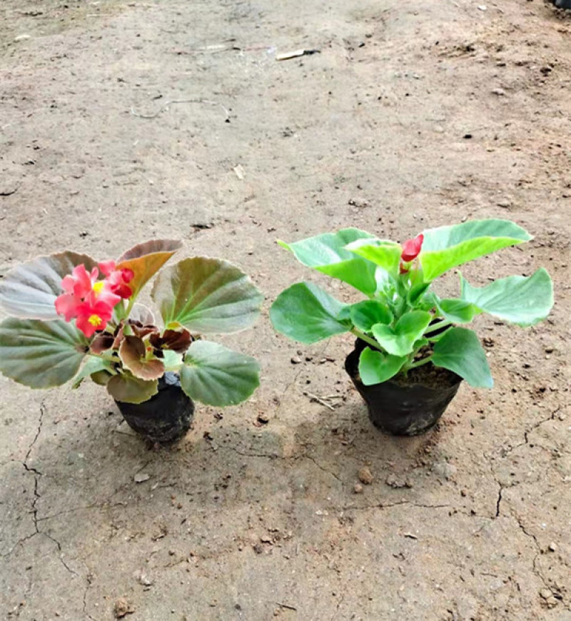 绿化用四季海棠盆花基地花期3-12月四季开花花色艳