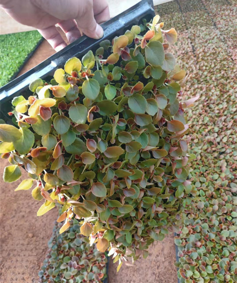 绿化用四季海棠盆花基地花期3-12月四季开花花色艳