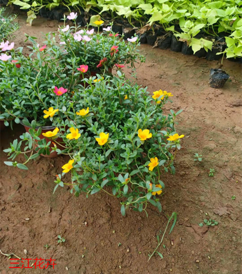 太阳花供货基地量大价优多花色太阳花花色鲜艳