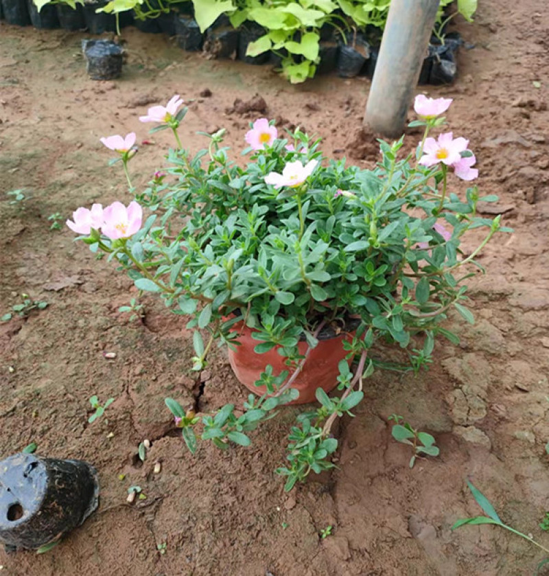 太阳花供货基地量大价优多花色太阳花花色鲜艳