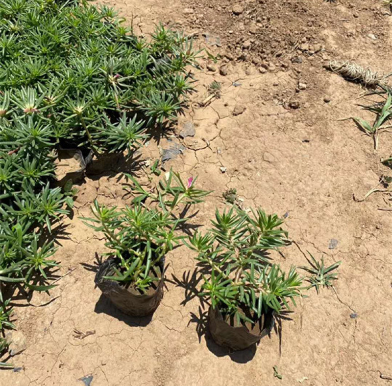 太阳花供货基地量大价优多花色太阳花花色鲜艳