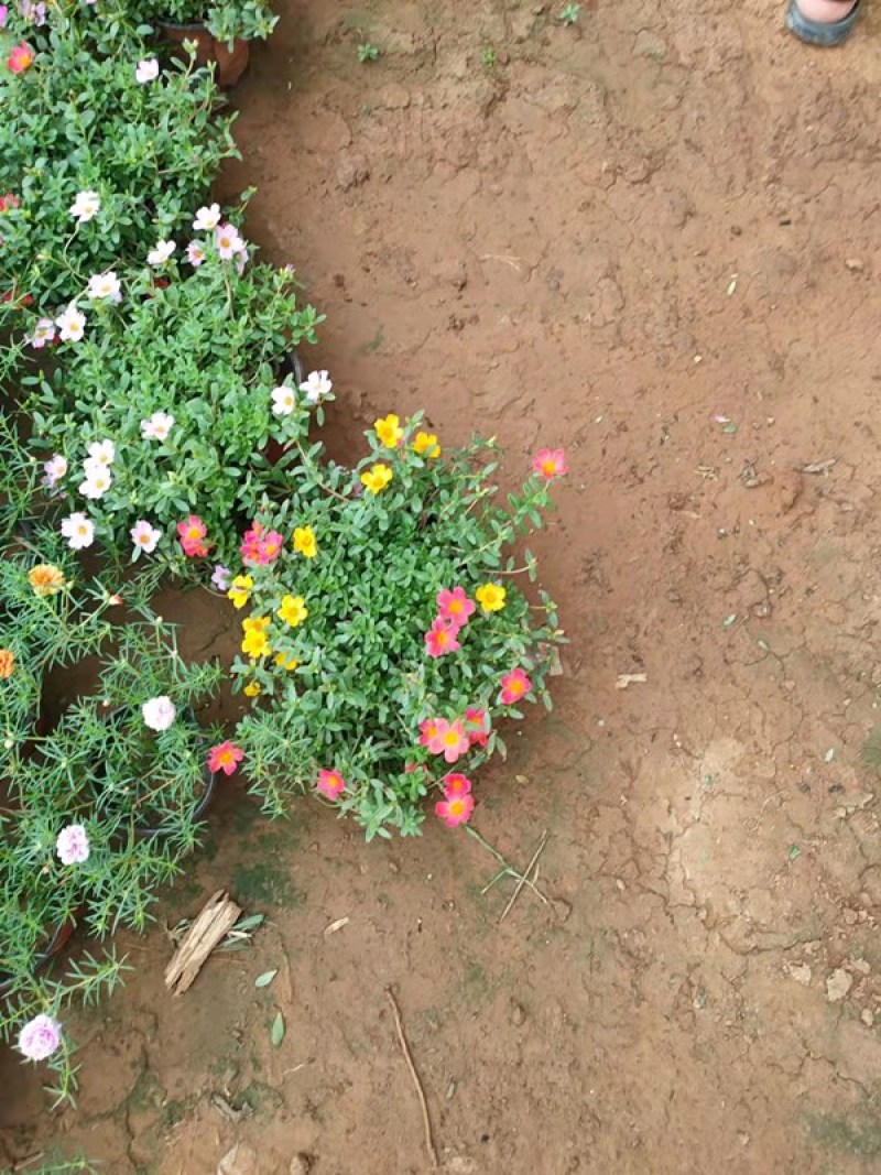 太阳花供货基地量大价优多花色太阳花花色鲜艳