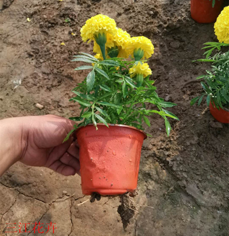 青州万寿菊种植基地山东草花批发万寿菊苗万寿菊供货商