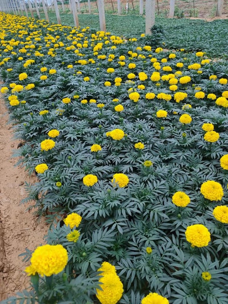 青州万寿菊种植基地山东草花批发万寿菊苗万寿菊供货商