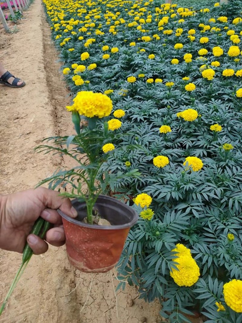 青州万寿菊种植基地山东草花批发万寿菊苗万寿菊供货商