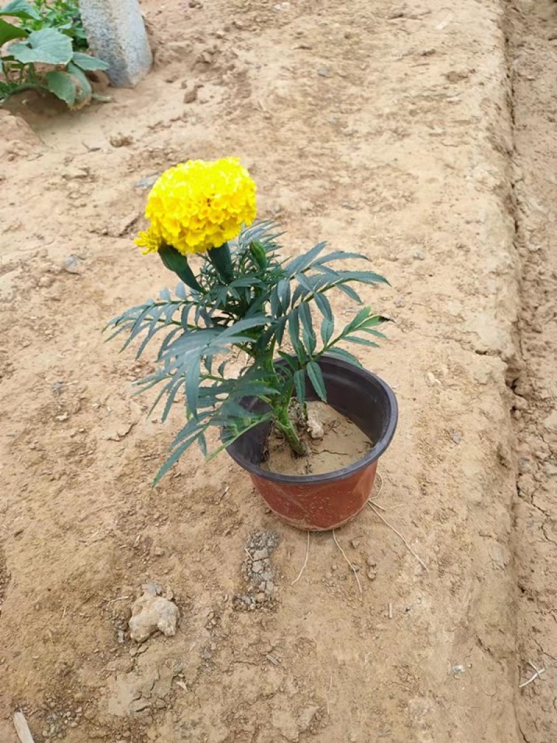 青州万寿菊种植基地山东草花批发万寿菊苗万寿菊供货商