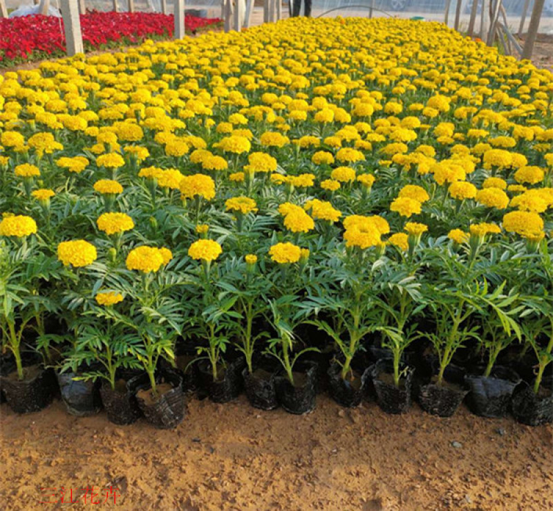 青州万寿菊种植基地山东草花批发万寿菊苗万寿菊供货商