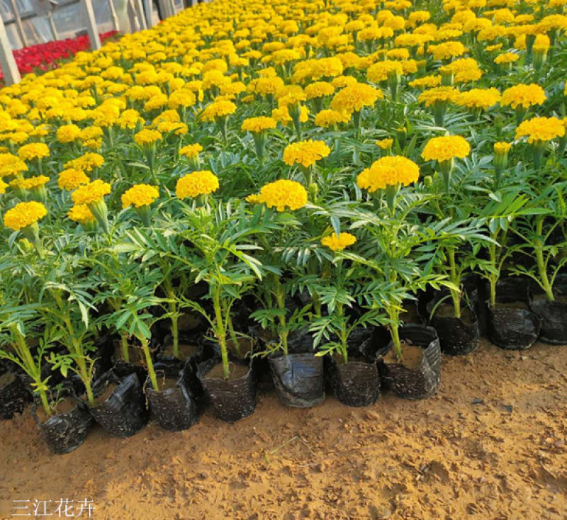 青州万寿菊种植基地山东草花批发万寿菊苗万寿菊供货商