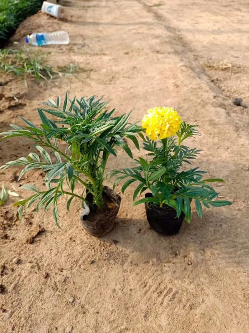 青州万寿菊种植基地山东草花批发万寿菊苗万寿菊供货商