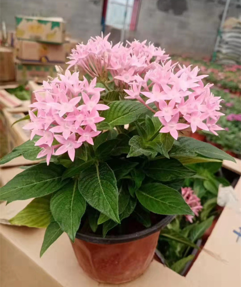 五星花种植厂家盆栽五星花价格繁星花五星花产地