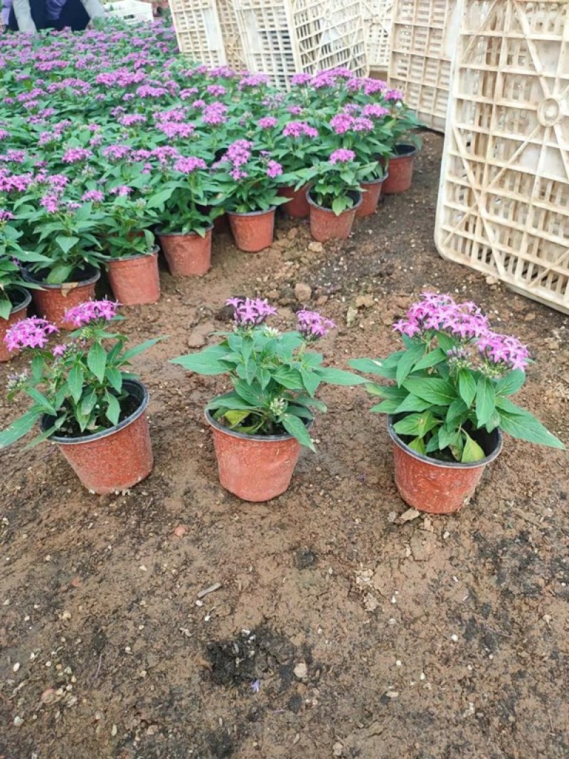 五星花种植厂家盆栽五星花价格繁星花五星花产地