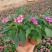 五星花种植厂家盆栽五星花价格繁星花五星花产地