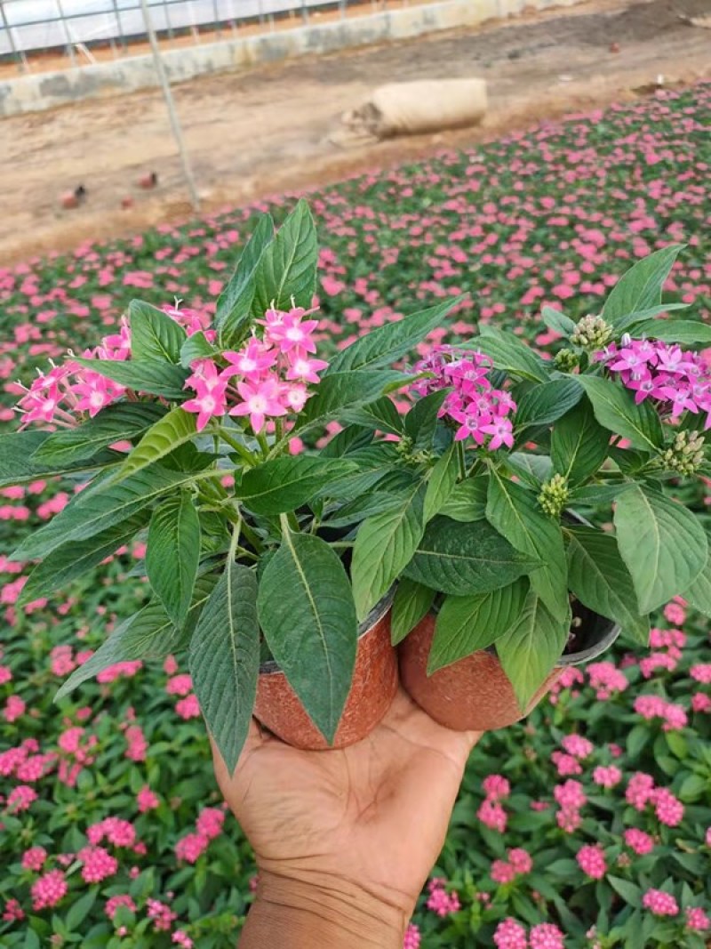 五星花种植厂家盆栽五星花价格繁星花五星花产地