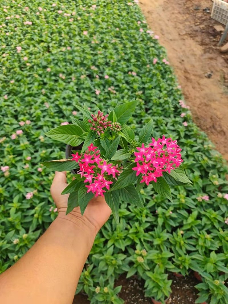 五星花种植厂家盆栽五星花价格繁星花五星花产地