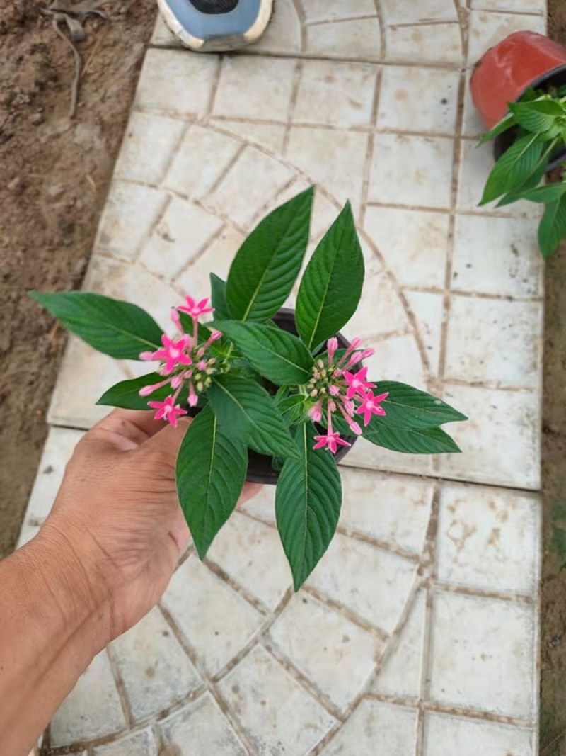 五星花种植厂家盆栽五星花价格繁星花五星花产地
