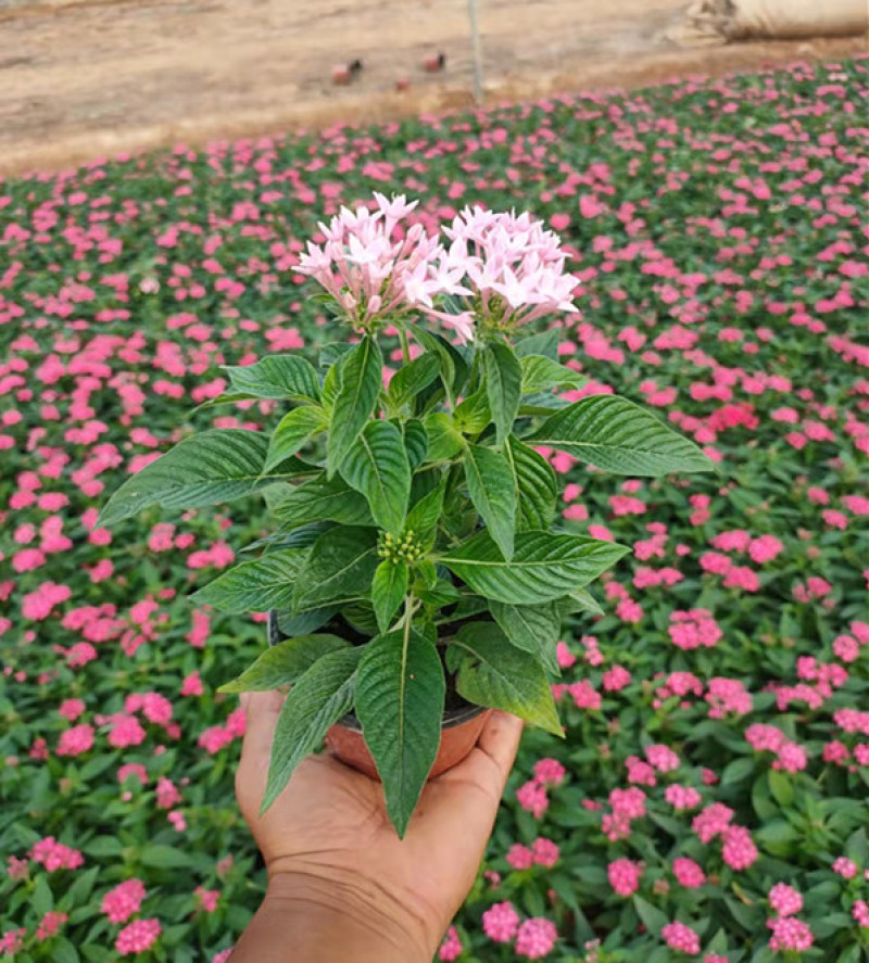 五星花种植厂家盆栽五星花价格繁星花五星花产地