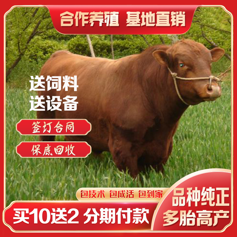 优质肉牛活牛苗买十头送一头包技术包回收全国免费运输