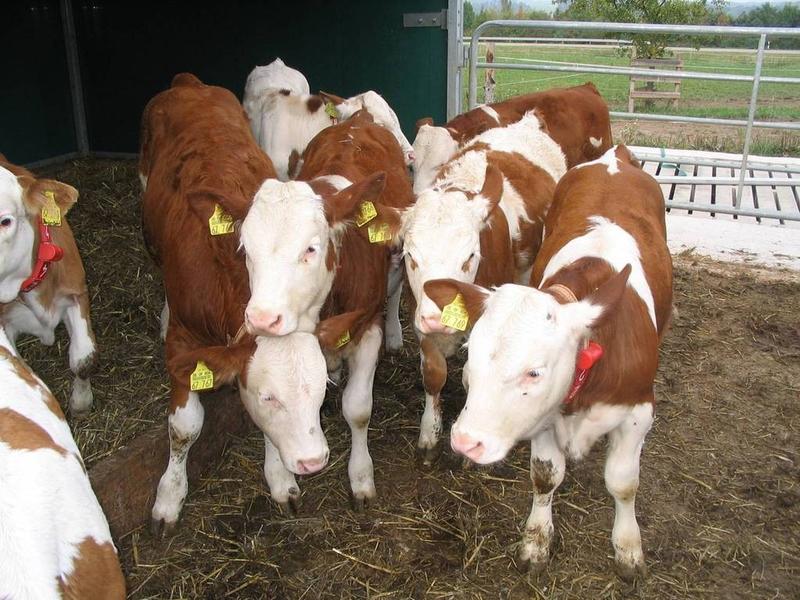 西门塔尔种牛免费提供技术指导全国包运输包回收好饲养