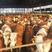 西门塔尔种牛免费提供技术指导全国包运输包回收好饲养