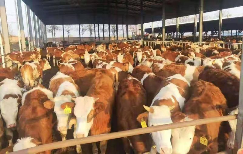 西门塔尔牛犊厂家直销技术扶持送饲料设备全国包运输